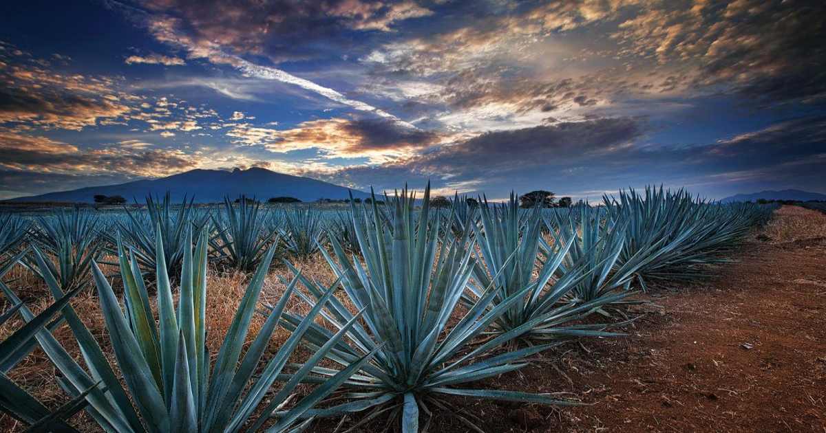 agave